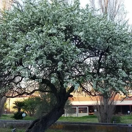 Il Pero Selvatico Bed & Breakfast